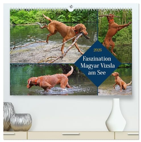 Faszination Magyar Vizsla am See (hochwertiger Premium Wandkalender 2026 DIN A2 quer), Kunstdruck in Hochglanz: 14 Monate alter Magyar Vizsla Drahthaar beim Spielen am und im Wasser (CALVENDO Tiere)