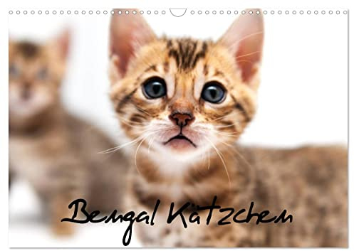 Bengal Kätzchen (Wandkalender 2026 DIN A3 quer), CALVENDO Monatskalender: Wundervolle Momente von Bengalkitten eingefangen. (CALVENDO Tiere)