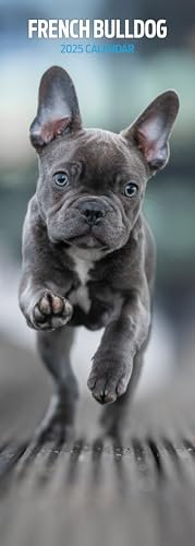 Schmaler Kalender 2025 Französische Bulldogge