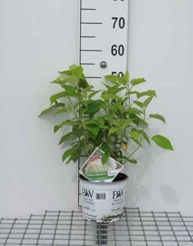 Hydrangea arb. 'Strong Annabelle'® (incrediball®) - Hortensien C3 cm Container