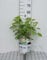 Hydrangea arb. 'Strong Annabelle'® (incrediball®) - Hortensien C3 cm Container