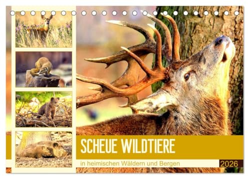 Scheue Wildtiere in heimischen Wäldern und Bergen (Tischkalender 2026 DIN A5 quer), CALVENDO Monatskalender: Die imposante und erstaunlich schöne Tierwelt in Mitteleuropa (CALVENDO Tiere)