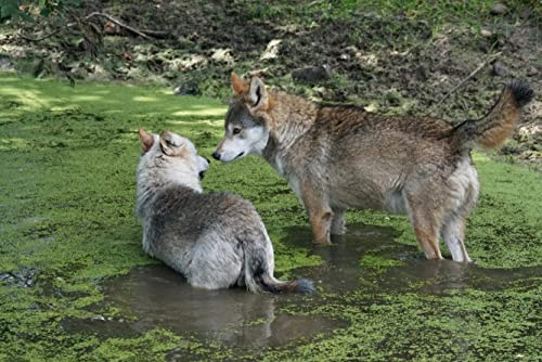 hansepuzzle 12865 - Wolf Puzzle 2000 Teile | Tierwelt Puzzle mit hochwertiger Puzzle Aufbewahrung: Kartonbox und Wieder verschließbarem Beutel | Puzzle-Maße: 90 x 60 cm