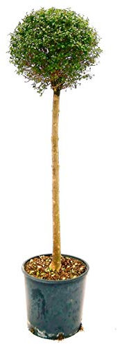 POWERS TO FLOWERS - BOSSO ALBERELLO, BUXUS ALBERELLO, altezza 150cm Pianta Vera