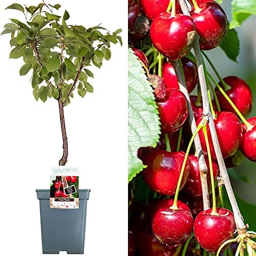 Patio Fruit Tree Collection | Various Premium Grade Fruits | Ideal for Small Gardens & Borders | Apple, Cherry, Plum, Nectarine, Peach & Pear Trees | 2-3ft ('Regina' Cherry Tree)