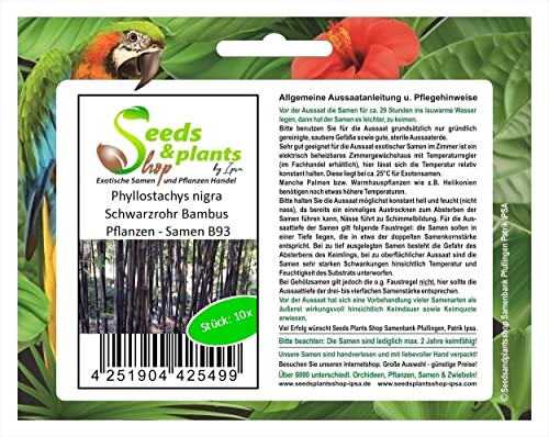 Stk - 10x Phyllostachys nigra Schwarzrohr Bambus Pflanzen - Samen B93 - Seeds & Plants Shop by Ipsa