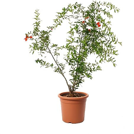 KENTIS - Pianta di Melograno in Vaso - Punica Granatum - Piante Vere da Frutto - Pianta da Esterno da Giardino - H 180-190 cm Vaso Ø 30 cm