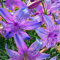 Winterharte Lilienzwiebeln, farbenfrohe Lilien, duftend, mehrjährig, Schnittblumen für Vasen, Gartendekoration-2 zwiebeln-c