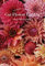 Chronicle Books Floret Farm's Cut Flower Garden 100 Postcards
