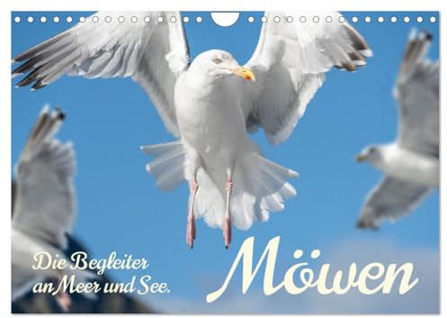 Möwen die Begleiter an Meer und See (Wandkalender 2026 DIN A4 quer), CALVENDO Monatskalender: Überall an Gewässern und am Meer findet man sie, die Möwen. (CALVENDO Orte)
