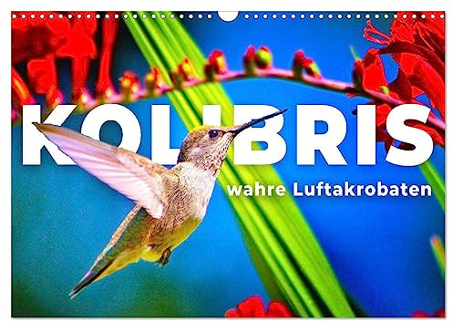 Kolibris - wahre Luftakrobaten (Wandkalender 2026 DIN A3 quer), CALVENDO Monatskalender: Klein aber oho. (CALVENDO Tiere)