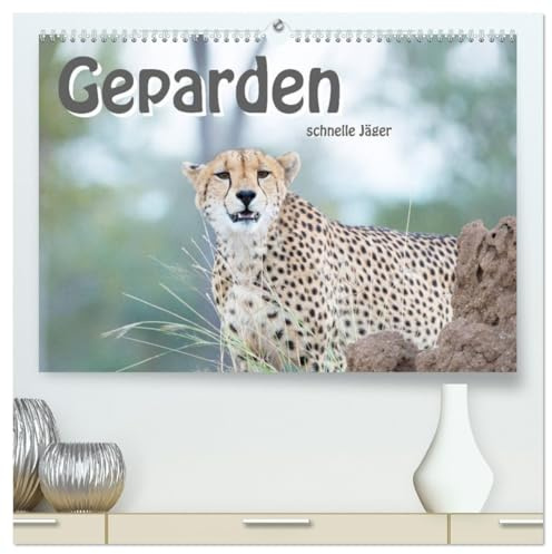 Geparden - schnelle Jäger (hochwertiger Premium Wandkalender 2026 DIN A2 quer), Kunstdruck in Hochglanz: Die schnellsten, landlebenden Raubtiere in unglaublicher Schönheit (CALVENDO Tiere)