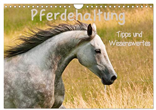 Pferdehaltung Tipps und Wissenswertes (Wandkalender 2026 DIN A4 quer), CALVENDO Monatskalender: Ein Wandschmuck für Pferdefreunde mit Ratgeber (CALVENDO Tiere)