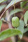 Actinidia arguta 'Issai' 100-150 cm, Kiwibeere, weiße Blüten Mai-Juni, ideal für Spaliere, selbstfruchtend, winterhart, pflegeleicht