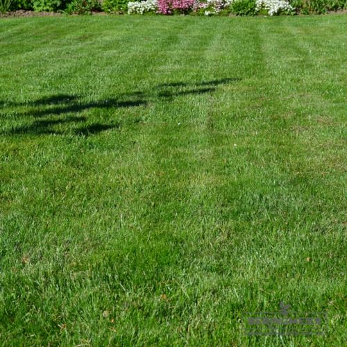 5 Kg Grassamen Rasensamen Regenerationsrasen Hausgarten für ca 200 m² - der schnelle Zierrasen für die perfekte Nachsaat