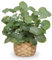 Briful 12.5 Artificial Eucalyptus Plants in Woven Cane Pot, Silk Eucalyptus with Seeds Artificial Plants Indoor Eucalyptus Fake Plants in Pot for Bathroom Home Decorations