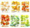 60 Stück Scrapbook Stickers Transparente PET Pflanzen Sticker Birkenwald Wasserfest Dekorative Aufkleber für DIY Fotoalbum Tagebuch Notizbuch Scrapbooking Zubehör