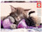 Educa 17644, Beste Freunde, 500 Teile Puzzle für Erwachsene und Kinder ab 10 Jahren, Tierpuzzle, Katze, Welpe, Hund