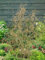 Corylus avellana 'Twister' 40-60 cm - Korkenzieher-Hasel, dekorative gedrehte Zweige, ideal für Einzelstellung, winterhart und pflegeleicht
