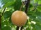 15 Samen Chinese Sand Birne, Sand Birne, Japanische Birne, Asiatische Birne, Oriental Birne, Chinesisch Birnbaum (Pyrus pyrifolia) Obstbaum