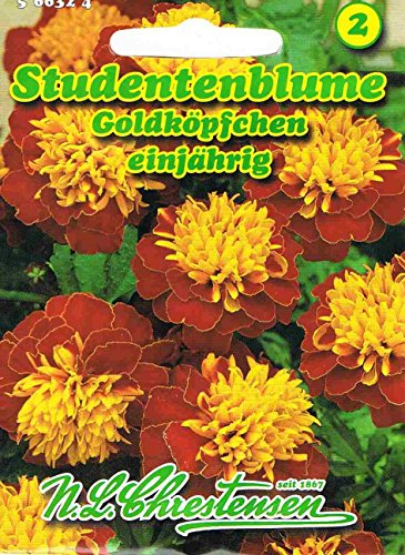 Studentenblume Goldköpfchen niedrig goldgelb Tagetes patula nana