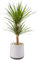 AIRY Pot M mit Drachenbaum & 6-L Airy Base Substrat • Natürlicher Luftreiniger filtert Schadstoffe, Allergene & Gerüche • Ideal für Räume mit ca. 20qm • Made in Germany, 2306-602 antikweiss-grau