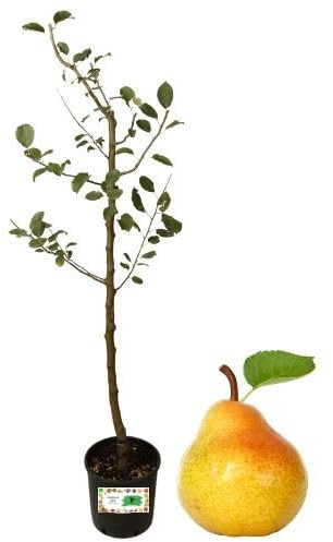 P. Piantine da Orto | Pero Abate Fetel, Pianta in Vaso Diametro 22 cm, Pianta Pronta per Il Trapianto, Pianta Vera, Frutta da Mangiare, Vivaio Italiano