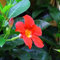 50 PC/bag Rare Dipladenia sanderi Samen Stauden Kletter Mandevilla sanderi Blumen im Freien Zier Bonsai Gartenpflanze 18