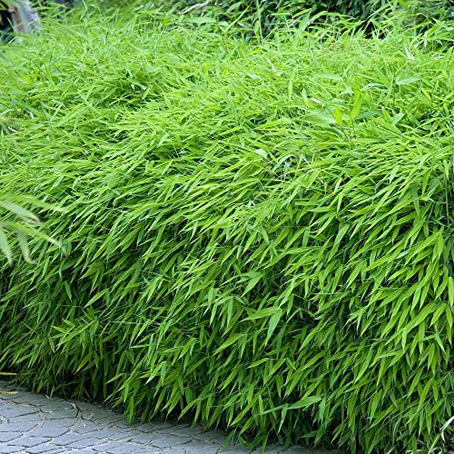 Fargesia Rufa | Fully Hardy Non Invasive Evergreen Garden Bamboo Plant | for Screening, Hedging, Patio Pots | 14cm Pot