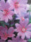 Lavatera thuringiaca Rosea - Buschmalve Rosea - 30-40cm