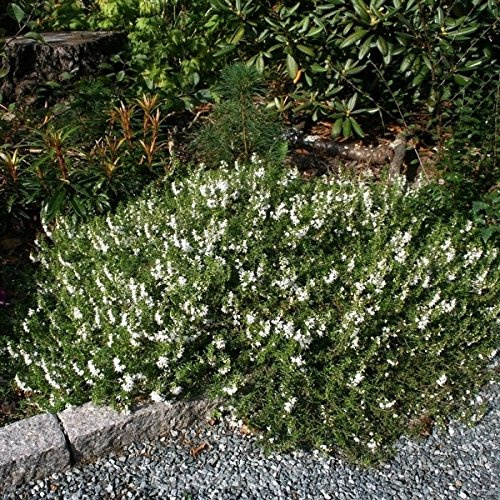 Winter-Bohnenkraut - Satureja spicigera - lebende Gartenpflanze aus den Baumschulen