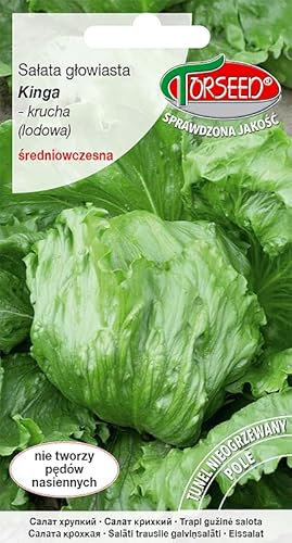 Verdica Kinga Lactuca sativa - Semillas de lechuga iceberg (Lactuca sativa) - Maduración media temprana, cabezas crujientes hasta 1200 g, cultivo durante todo el año, perfecto para túneles y campos