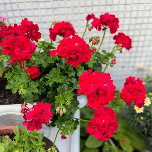 plantas de geranio - semillas plantas resistentes para el jardín Plantas en maceta resistentes al aire libre flores de jardín, plantas perennes resistentes semillas de hierbas 20pcs