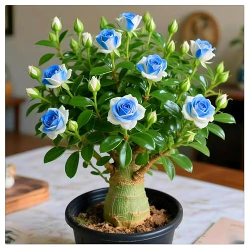 Winterhart pflanzen,Mehrjährige Blumenzwiebel ist winterhart, Mysteriöse magische Glühbirne, 2025 Blumenzwiebel Mix-1 Wüstenrose knolle-A