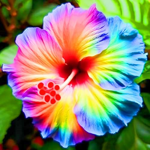 -Ideale Hibiscus-Nachhaltige Geschenke-Schnell-Wachsend-Sehr Exklusiv-Super Kollektion-4zwiebeln-b