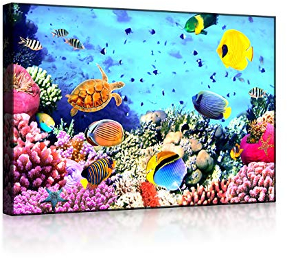 lightbox multicolor | Bilder mit LED Beleuchtung | Bunte Fische über Korallenriff | 100x70 cm | Front Lighted