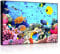 lightbox multicolor | Bilder mit LED Beleuchtung | Bunte Fische über Korallenriff | 100x70 cm | Front Lighted