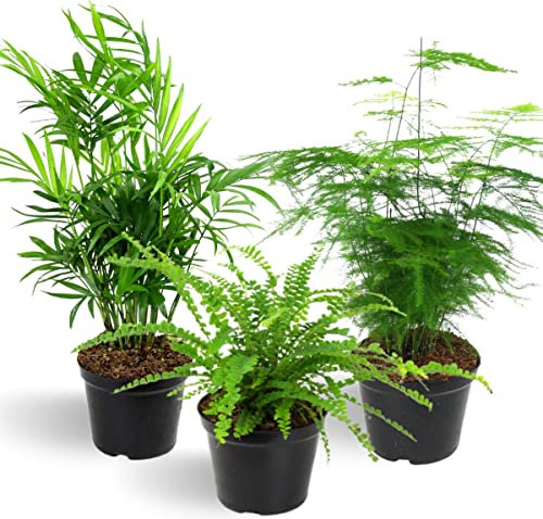 DECOALIVE Plantas Tropicales de Interior - Set de 3 Plantas Naturales - Seguras para Mascotas - Chamaedorea, Helecho y Esparraguera - 12cm - 25-35cm