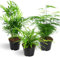 DECOALIVE Plantas Tropicales de Interior - Set de 3 Plantas Naturales - Seguras para Mascotas - Chamaedorea, Helecho y Esparraguera - 12cm - 25-35cm