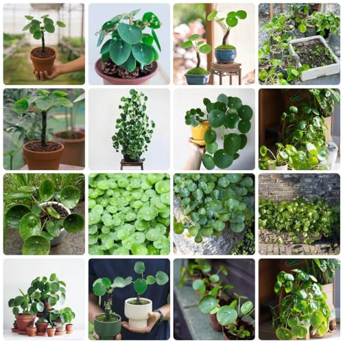 10 pcs Pilea peperomioides samen - küchenkräuter nachhaltige geschenke für frauen kräuterlinge plant winterharte pflanzen für garten kräutergarten küche bonsai topf zimmerpflanzen