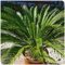 Sago palm pflanzen zwiebeln,blumenzwiebeln mehrjährig winterhart,Sago palm Winterhart,Sago Palm pflanzen,Sagopalmfarn mehrjährig winterhart,japanischer sagopalmfarn,Cycas Revolut.-4 zwiebeln-greenI