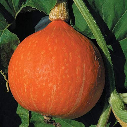 ZUCCA HOCCAIDO NR.30 SEMI