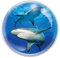 Deluxebase Magnidome Shark Fridge Magnet – Crystal Glass Dome Animal Magnets for Fridges, Decorative Strong Magnet for Kitchen Accessories, Novelty Gifts and Cute Home Decor.