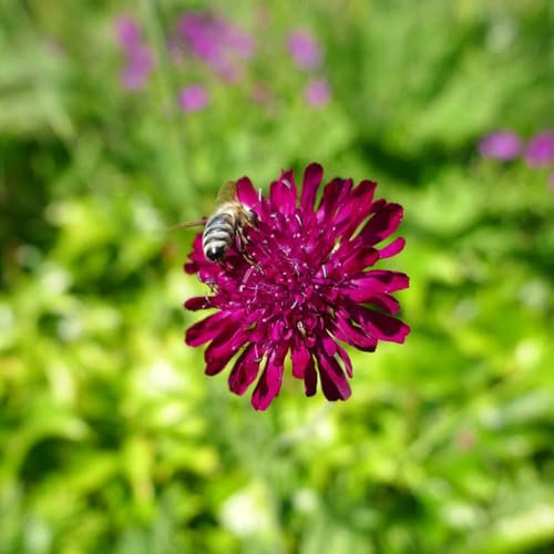 100 piezas semillas sarnosas, Regalos para entusiastas de la jardinería, plantas perennes resistentes a pleno sol (Knautia macedónica) plantas perennes, semillas resistentes semillas