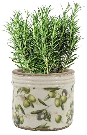 Olive Print Ceramic Plant Pots Indoor Houseplant Succulent Cacti Herb Pot Garden Flower Pot Vintage Style Distressed Effect Plant Pot Jardinière Planter Flower Pots (Small)