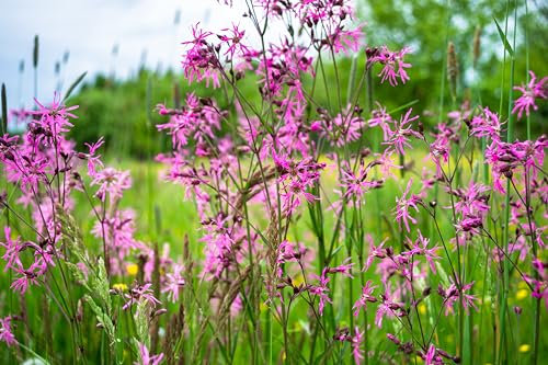 PPUK 2X Native with a Pot & Compost - Lychnis Flos Cuculi