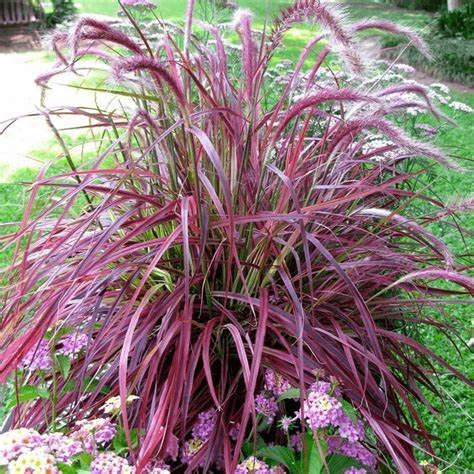 Carbeth Plants Pennisetum Cherry Sparkler Plant 1 x 9cm Pot - Vibrant Colourful Ornamental Grass Garden Ready - Versatile and Decorative Ideal for Beds, Borders and Pots