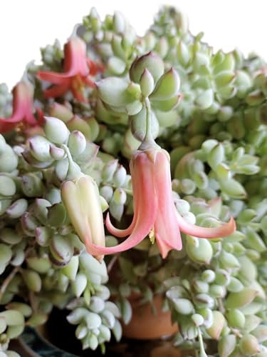 cotyledon pendens crassula fiori pendenti decorativi foglie carnose fiori colore rosso giallo