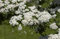 Crataegus monogyna Eingriffeliger Weißdorn im Topf gewachsen ca. 60-100cm