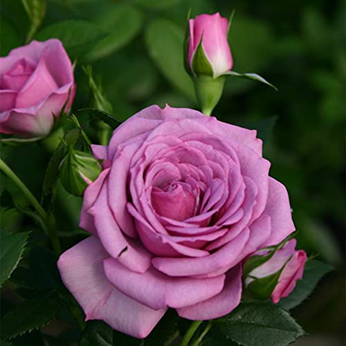 Heirloom Roses Purple Rose Plant - Veranda® Lavender Rose Bush, Floribunda Roses Live Plant for Planting Outdoors